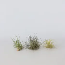 Plant in a Box - Tillandsien - 6 Stk - Tillandsia - Höhe 5-15cm