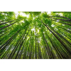 Fototapete PAPERMOON "Hohe Buchen", bunt, B:3,50m L:2,60m, Vlies, Tapeten