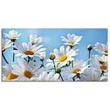Artland Wandbild »Blumen - Margeriten«, Blumen, (1 St.), als Alubild, Outdoorbild, Leinwandbild in verschied. Größen, weiß