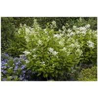 Pflanzen Für Dich Hydrangea paniculata 'Wim's Red', Rispenhortensie, rot-weiß,