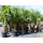 grünwaren XXL Palme winterhart 180 - 190 cm Trachycarpus fortunei, Hanfpalme,