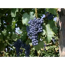 Pflanzen Für Dich Vitis vinifera Weinrebe, 80–100 cm