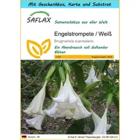 SAFLAX - Geschenk Set - Engelstrompete/Weiß - 10 Samen