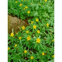 Pflanzen Für Dich Anemone ranunculoides, Gelbes Windröschen, ca. 9x9