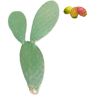 1 Feigenkaktusbaum mit gelben, roten und weißen Früchten – Opuntia ficus indica