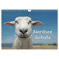 Calvendo Nordsee Schafe (Wandkalender 2026 DIN A4 quer), CALVENDO
