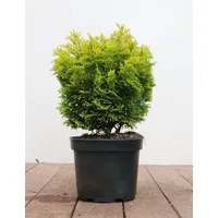 PlantaPro Chamaecyparis obtusa 'Nana Aurea' 2 L 15- 20