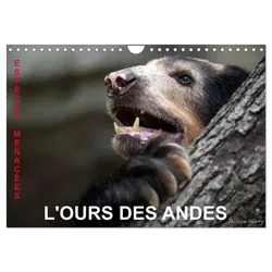 L'OURS DES ANDES. Espèces Menacées (Calendrier mural 2025 DIN A4 vertical), CALVENDO calendrier mensuel