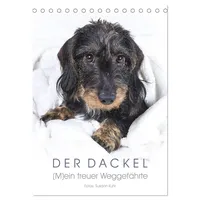 Calvendo Der Dackel (Tischkalender 2026 DIN A5 hoch), CALVENDO