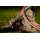 Usorteret Gartenschlauch 3/4 Zoll 20 m grau/rot