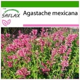 Saflax - Limonen - Agastache mexicana