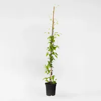 Plant in a Box - Waldrebe - Clematis 'Hagley