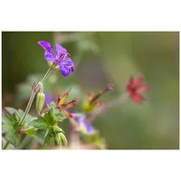 Pflanzen Für Dich Geranium wlassovianum, Storchschnabel, purpurrot, ca. 9x9
