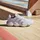 adidas Stabil 16 Indoor Shoes, Cloud White/Silver Metallic/Grey One, 47 1/3