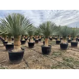 sunny-tree Sunny Tree - Yucca Rostrata - Palme - Stammhöhe 60/70 cm - cm - Winterhart- Palmlilie