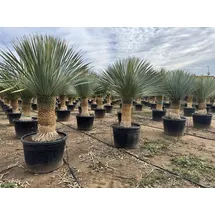 sunny-tree Sunny Tree - Yucca Rostrata - Palme - Stammhöhe 60/70 cm - cm - Winterhart- Palmlilie