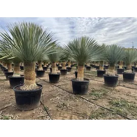 sunny-tree Sunny Tree - Yucca Rostrata - Palme - Stammhöhe 60/70 cm - cm - Winterhart- Palmlilie