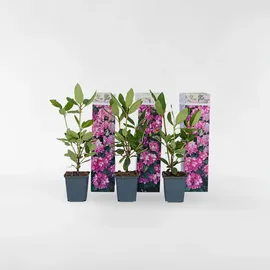 Plant in a Box - Rhododendren - 3 Stk - Rhododendron roseum 'elegans pink' - Höhe 25-40cm - Topf 9cm