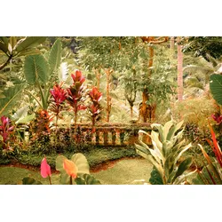 Fototapete PAPERMOON "Fantasie tropischer Garten", bunt, B:2,50m L:1,86m, Vlies, Tapeten