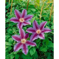 Pflanzen-für-dich.de Clematis Hybride 'Tudor' Waldrebe Violett 40–60 cm