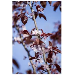 Prunus cerasifera 'Nigra', Blutpflaume, dunkelrot, 60–100 cm
