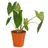 Dehner Pfeilblatt, Alocasia zebrina, Grün, Braun