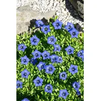 Pflanzen Für Dich Gentiana dahurica, ca. 9x9 cm Topf