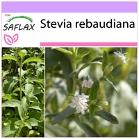 SAFLAX - Kräuter - Stevia Süßkraut - 100 Samen - Stevia rebaudiana