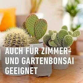Compo Kakteendünger 250 ml
