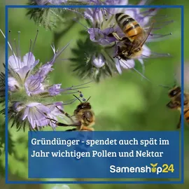 Kiepenkerl Gründünger Futter-zichorie Spadona Vorteilspackung für ca. 1000 Pflanzen
