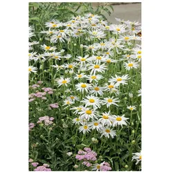 Leucanthemum x superbum 'Alaska', Margerite, weiß, ca. 9x9 cm Topf
