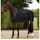 Horseware 155
