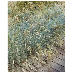 Festuca valesiaca 'Glaucantha', Blau-Schwingel, ca. 9x9 cm Topf
