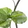 Creativ green Kunstpflanze CREATIV GREEN "Ficus umbellata", grün, H:160cm, Kunststoff, Kunstpflanzen, Kunstpflanze, mit tollem Blattwerk