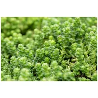 Pflanzen Für Dich Sedum acre, Mauerpfeffer, gelb, ca. 9x9