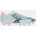 Herren White/Orange 44