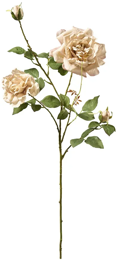 Teerosen Zweig 100cm 2Blüten 2Knopsen beige
