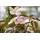 PlantaPro Kletterpflanze Clematis montana Tetrarose