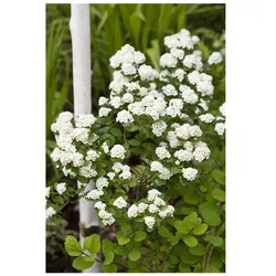 Spiraea vanhouttei, Prachtspiere, weiß, 60–80 cm