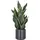 Creativ green Kunstpflanze Sanseveria Grey Stripe, Creativ green, Höhe 66 cm, im eleganten Pflanzgefäß grün