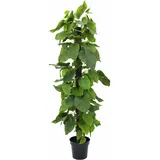 Europalms Pothos, 180cm