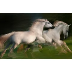 Fototapete PAPERMOON "Photo-Art MILAN MALOVRH, GALOPP FÜR ZWEI GALOPP", bunt, B:3,00m L:2,23m, Vlies, Tapeten