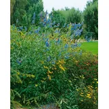 PlantaPro Salvia uliginosa 9 cm Topf – Winterhart, Mehrjährig, Pflegeleicht – Sumpf-Salbei – Staude für Beet & Teichrand