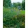 PlantaPro Salvia uliginosa 9 cm Topf – Winterhart, Mehrjährig, Pflegeleicht – Sumpf-Salbei – Staude für Beet & Teichrand