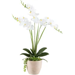 Kunstorchidee CREATIV GREEN "Orchidee Phalaenopsis", weiß, H:55cm, Kunststoff, Kunstpflanzen, mit Sukkulenten und Graszweigen arrangiert
