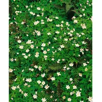 Pflanzen Für Dich Anemone nemorosa 'Alba Plena', Buschwindröschen, weiß,
