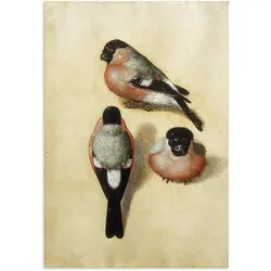 Artland Alu-Dibond-Druck »Vogel in drei Positionen.1520«, Vogelbilder, (1 St.), für Innen- und Außenbereich geeignet, Outdoorbild Artland Farbe Bild(er): naturfarben