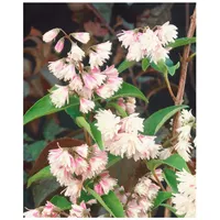 Pflanzen Für Dich Deutzia scabra 'Codsall Pink', Maiblumenstrauch, rosa,
