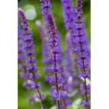 Blumenhandel Ullrich Salvia nemorosa Caradonna in Blau Steppen-Salbei"1 Wurzelstück" Winterhart, Staude