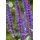 Blumenhandel Ullrich Salvia nemorosa Caradonna in Blau Steppen-Salbei"1 Wurzelstück" Winterhart, Staude